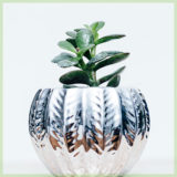 Crassula magical tree vetplant succulenten