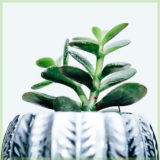 Crassula magical tree vetplant succulenten