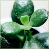 Crassula magical tree vetplant succulenten