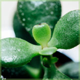 Crassula magical tree vetplant succulenten