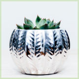 Echeveria miranda vetplantje succulenten