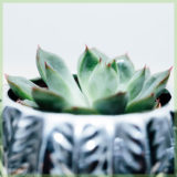 Echeveria miranda vetplantje succulenten