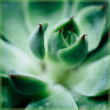 Echeveria miranda vetplantje succulenten