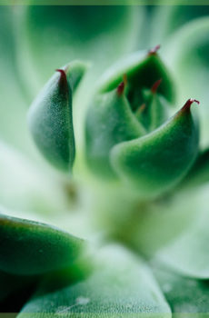 Echeveria miranda vetplantje succulenten
