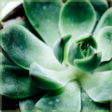 Echeveria miranda vetplantje succulenten