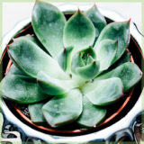 Echeveria miranda vetplantje succulenten
