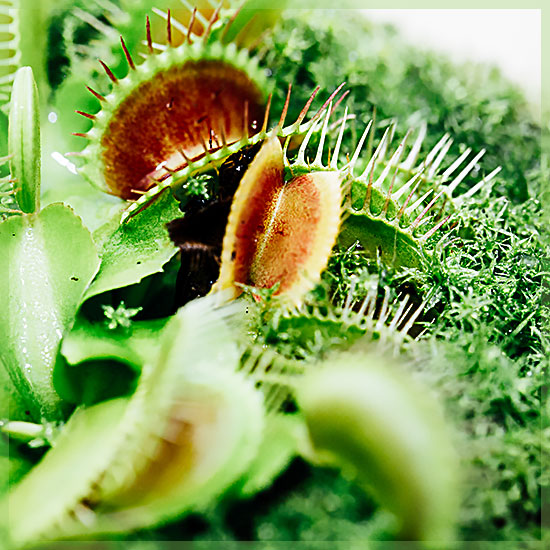 Dionaea - muscipula - vleesetende plant