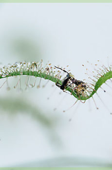 Drosera capensis alba tumbuhan karnivora