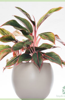 Iibka iyo daryeelka Aglaonema Crete