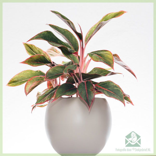 Aglaonema Crete kopen en verzorgen