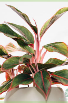 Compra i cura d'Aglaonema Crete