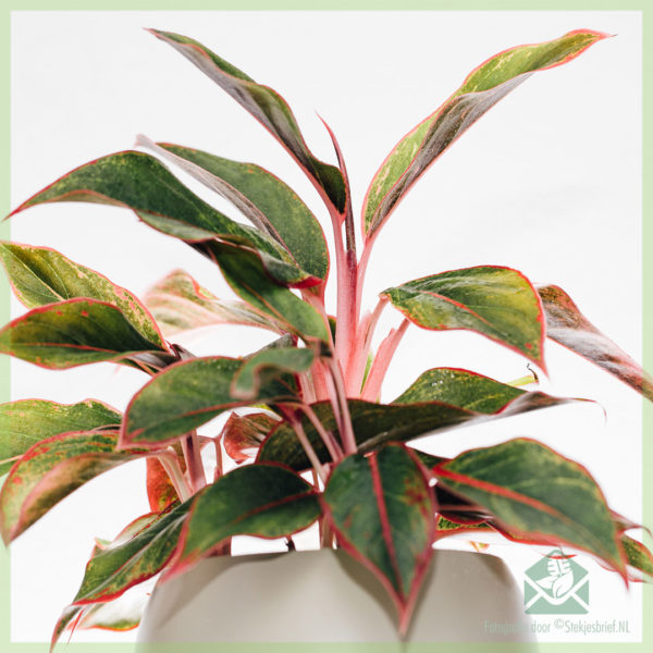 Aglaonema Crete 구입 및 관리