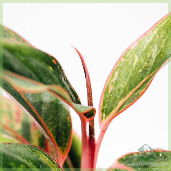 Купуване и грижа за Aglaonema Crete