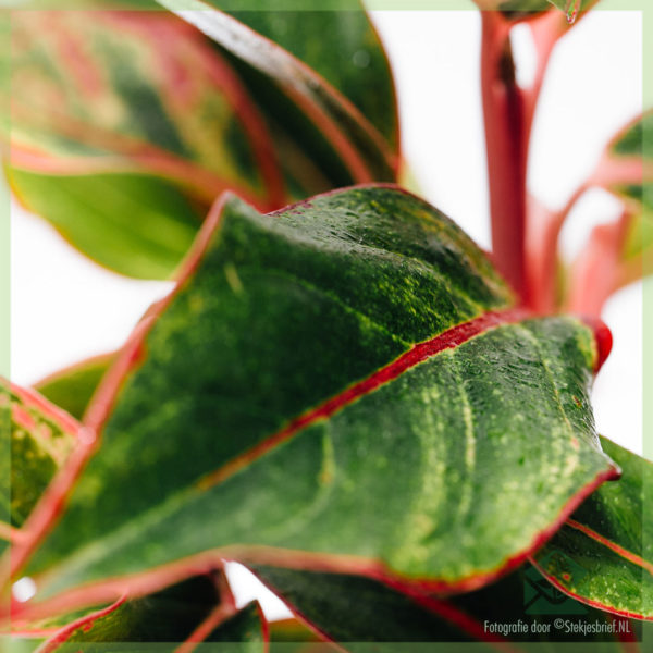 Meuli jeung miara Aglaonema Crete