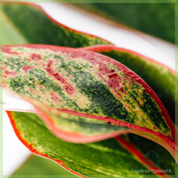 Aglaonema Crete 구입 및 관리