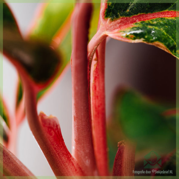 Aglaonema Crete 구입 및 관리