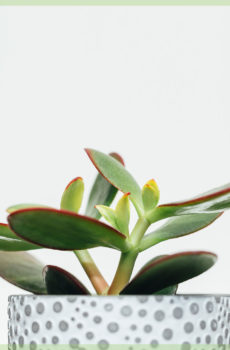 Kafen Crassula ovata mill druce