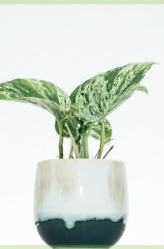 epipremnum pinnatum marble queen mini