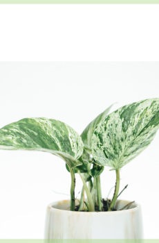 epipremnum pinnatum marble queen mini