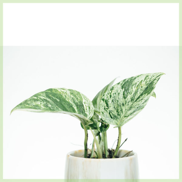 epipremnum pinnatum marble queen mini