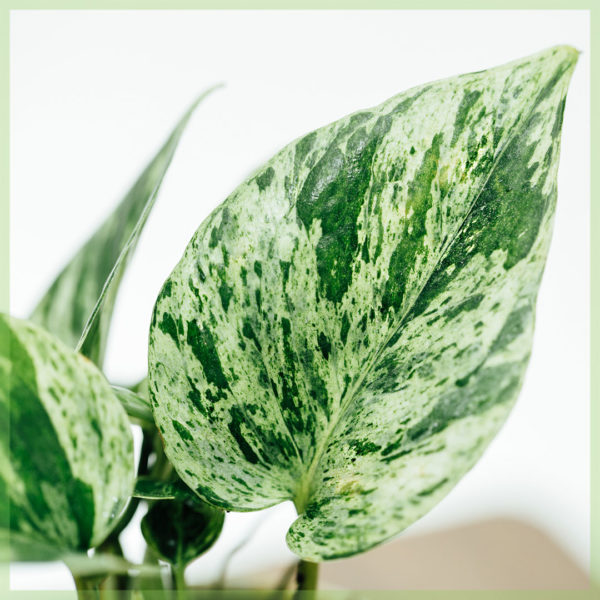 epipremnum pinnatum marble queen mini