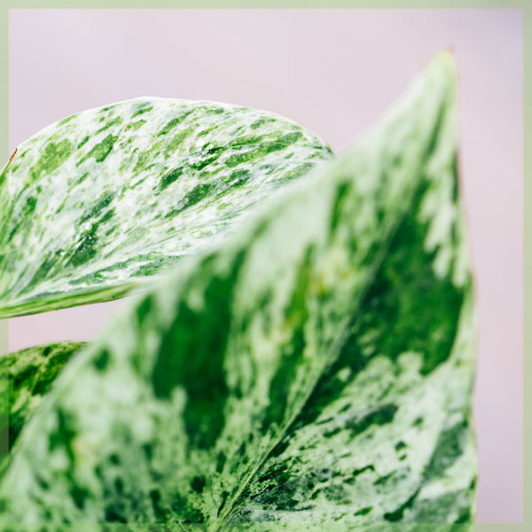 epipremnum pinnatum marble queen mini