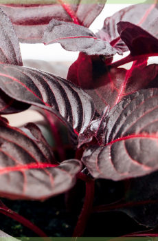 Iresine herbstii bloodleaf biefstukplant