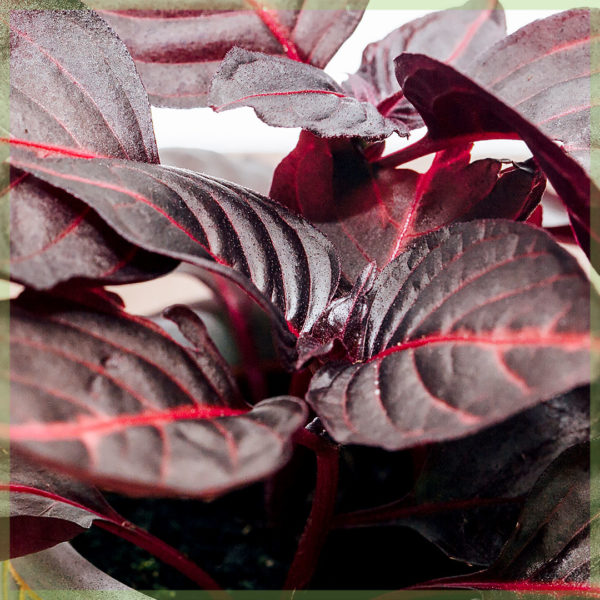 Iresine herbstii bloodleaf steak plant