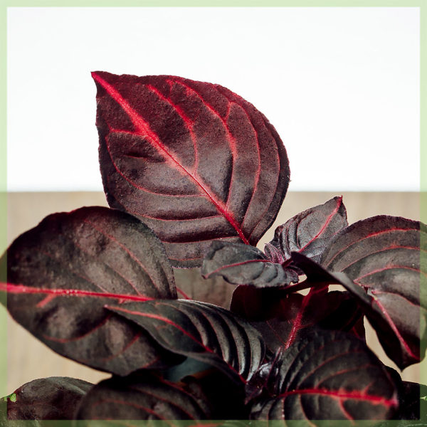 Iresine herbstii bloodleaf steak plant