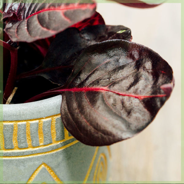 Iresine herbstii Bloodleaf-Steakpflanze