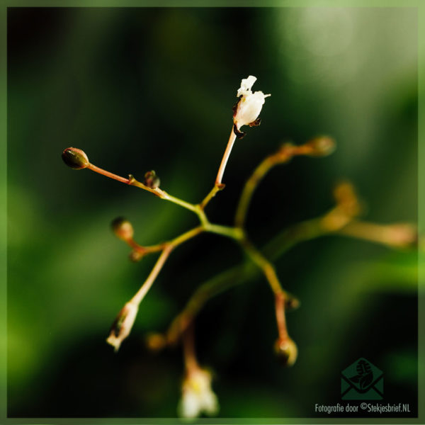 Murdannia loriformis Bright Star kopen en verzorgen