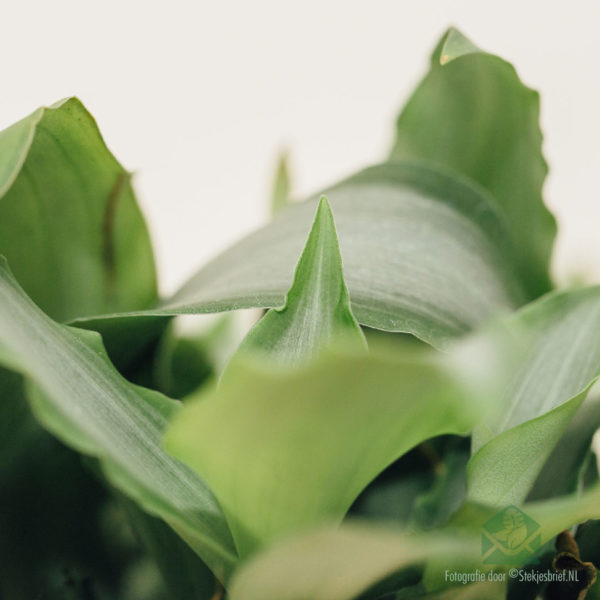 Osta Murdannia loriformus 'Bright Star'