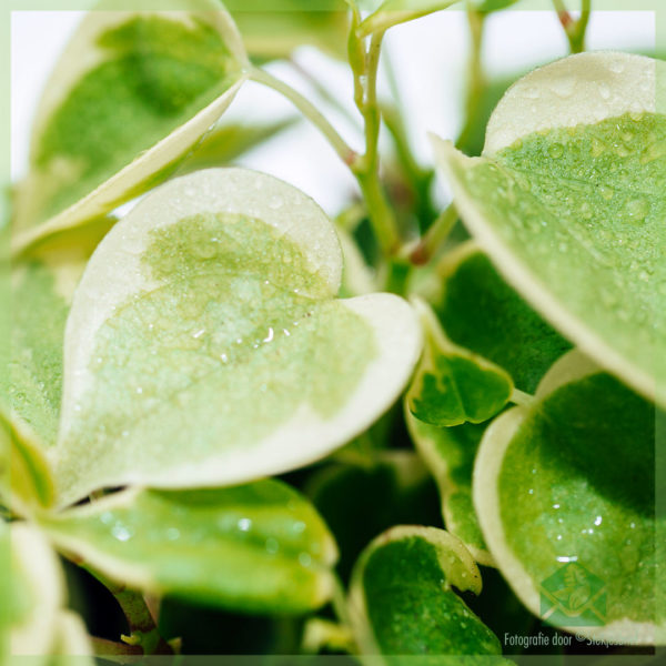 Peperomia Scandens Variegata