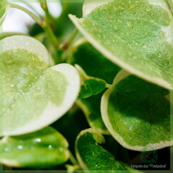 Peperomia Scandens Variegata