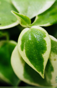 Peperomia skandens variegata