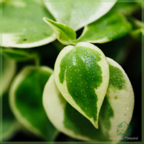 Peperomia Scandens Variegata