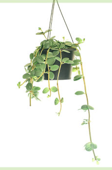 Acquista Peperomia tetraphylla 'Hope'