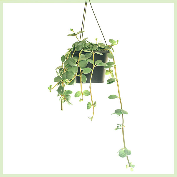 Peperomia tetraphylla 'Hope' kopen