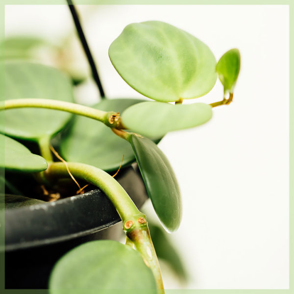 Купете Peperomia tetraphylla 'Hope'