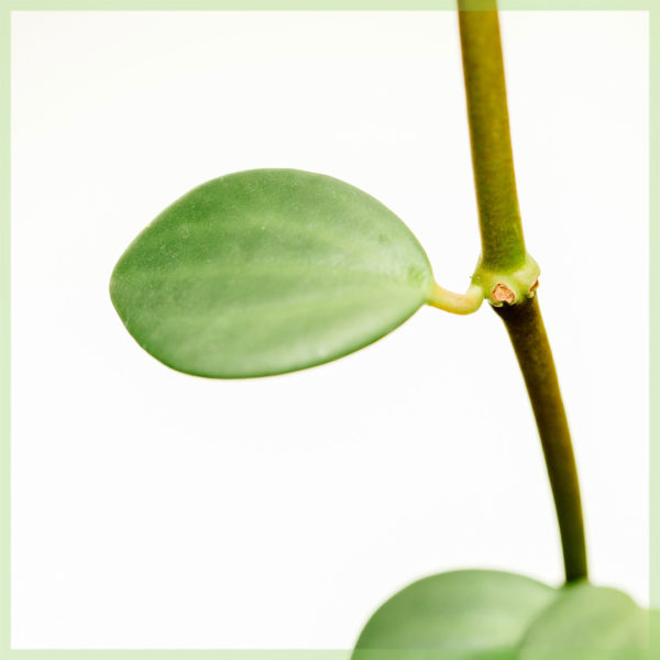 Купете Peperomia tetraphylla 'Hope'