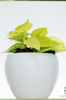 Acheter et entretenir Philodendron Hederaceum 'Lemon Lime'