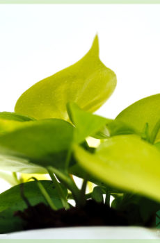 Acheter et entretenir Philodendron Hederaceum 'Lemon Lime'