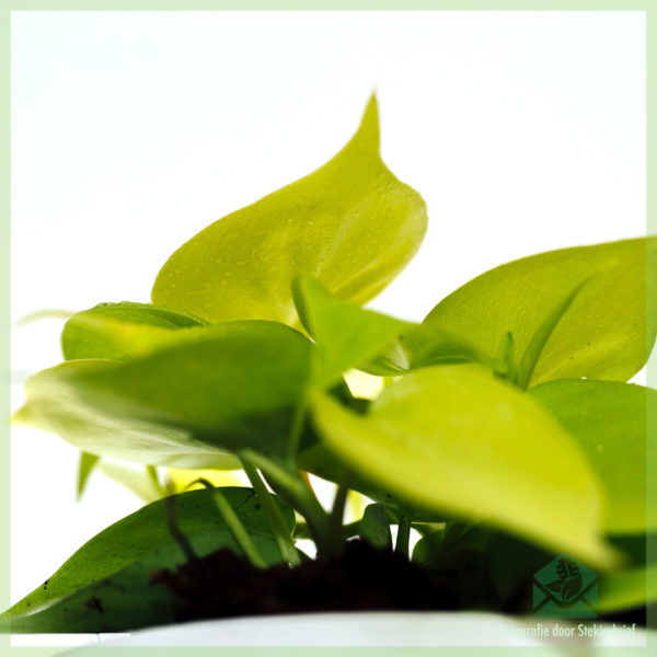 Philodendron Hederaceum ‘Lemon Lime’ kopen en verzorgen