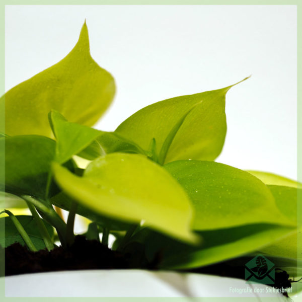 Philodendron Hederaceum ‘Lemon Lime’ kopen en verzorgen