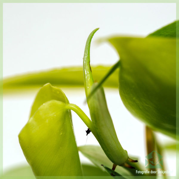 Philodendron Hederaceum ‘Lemon Lime’ kopen en verzorgen