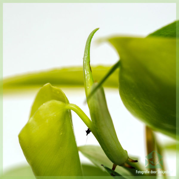 Köpa och ta hand om Philodendron Hederaceum 'Lemon Lime'