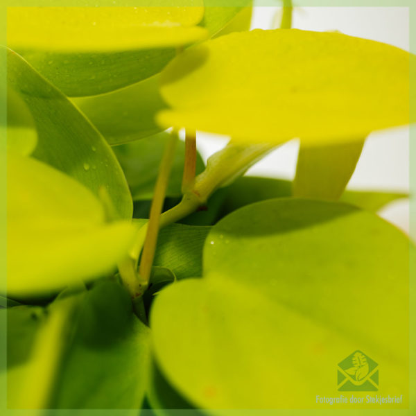 Fa'atauina ma tausia le Philodendron Hederaceum 'Lemon Lime'