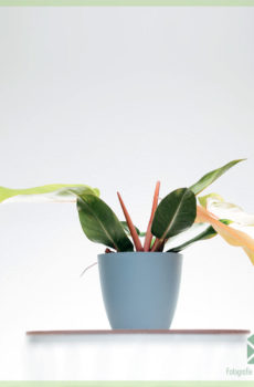 Sou entènèt jwèt Philodendron Prince nan Orange