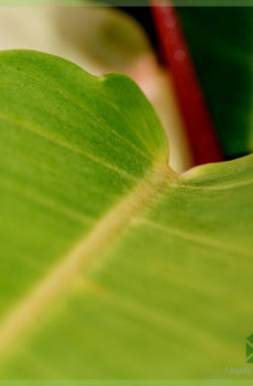 Sou entènèt jwèt Philodendron Prince nan Orange