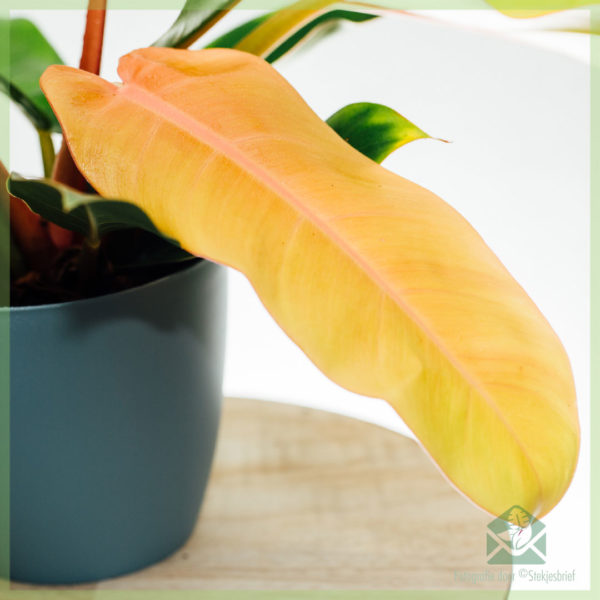 Philodendron Prënz vun Orange